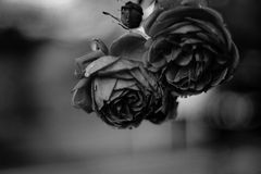 Mono Roses