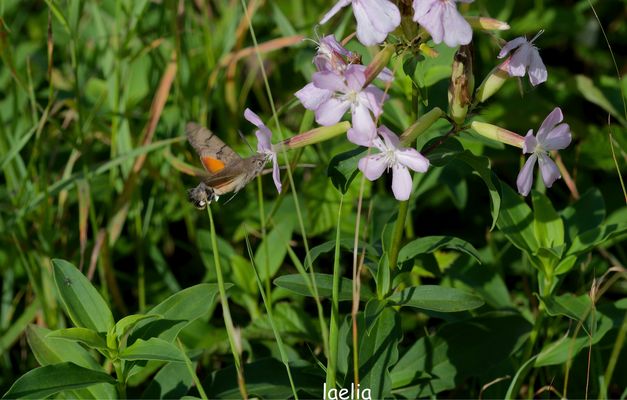 MONO SPHINX OU SPHINX COLIBRI