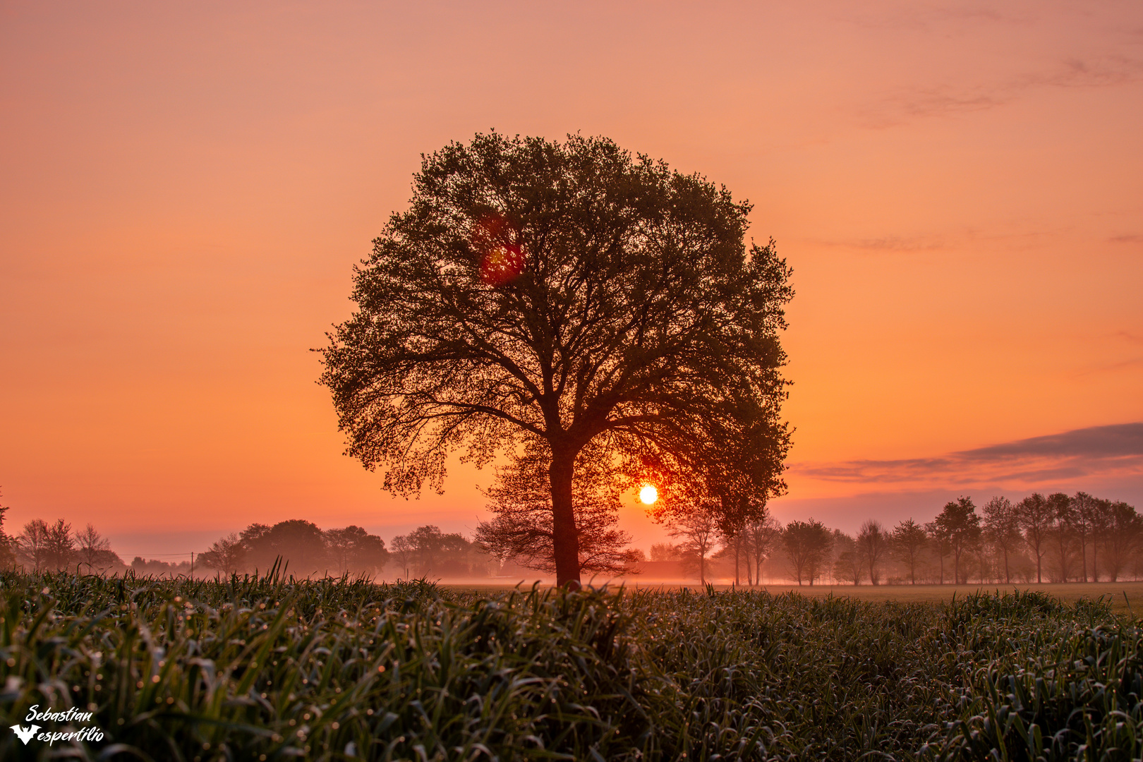 Monobaum am Morgen