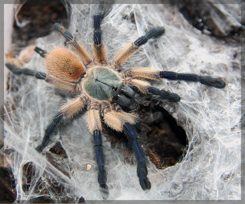 Monocentropus balfouri