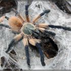 Monocentropus balfouri