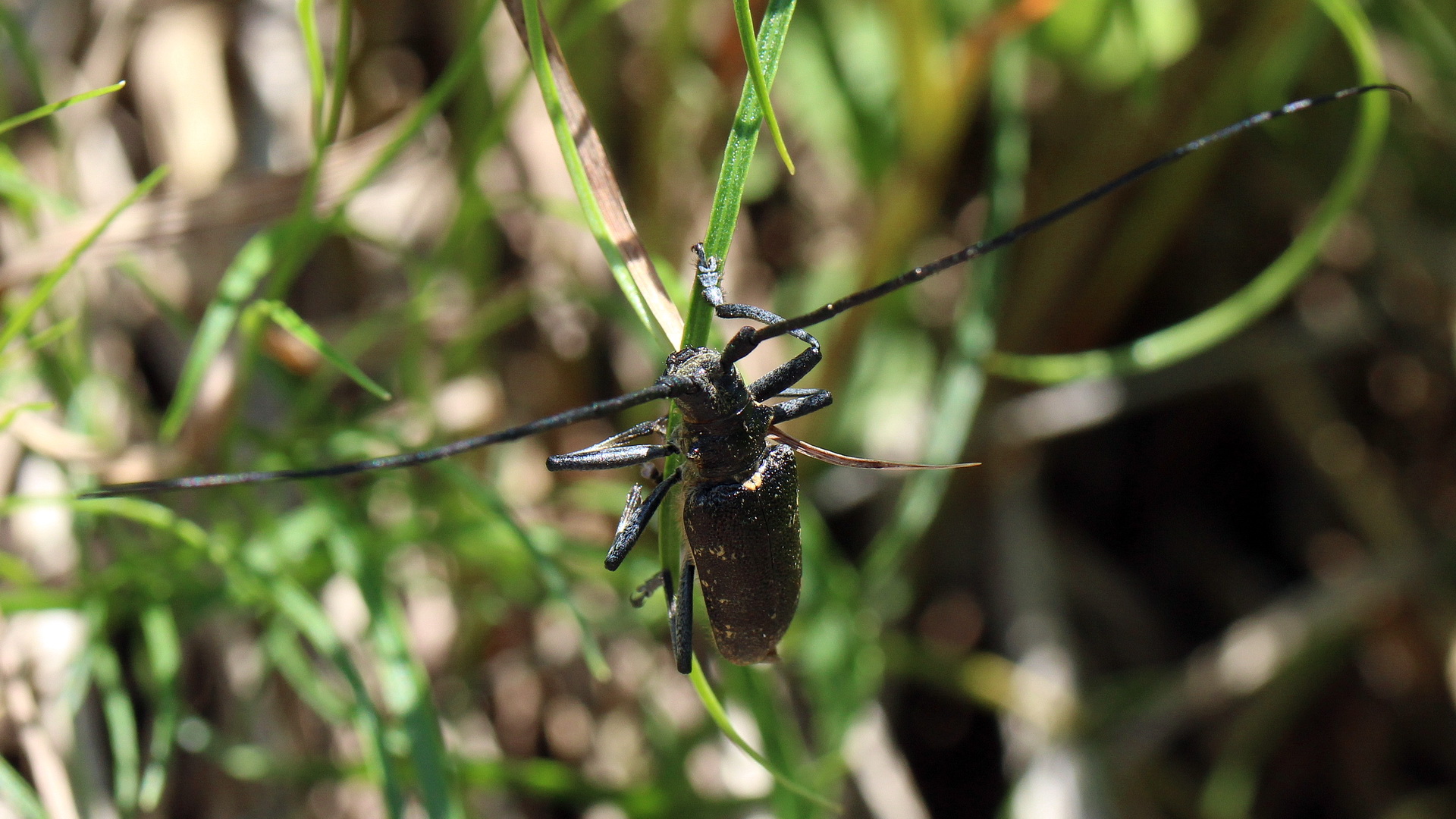 Monochamus sartor