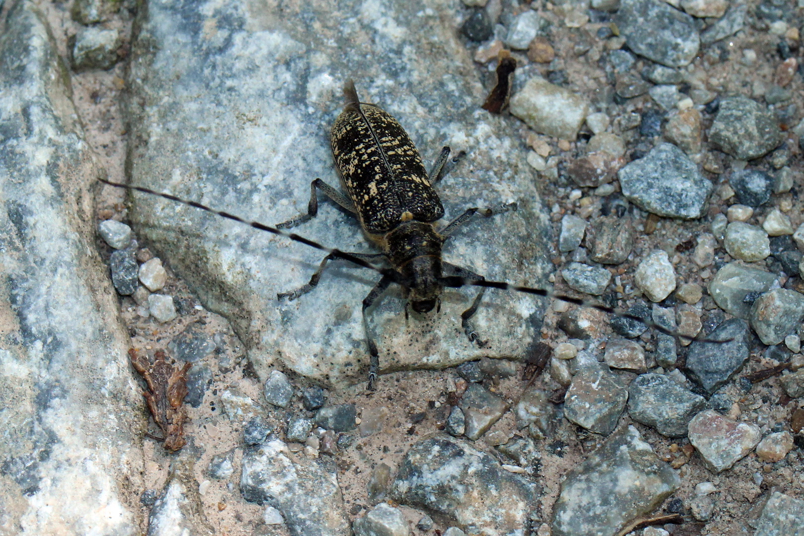 Monochamus sutor