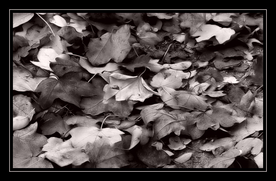 Monochrom-Herbst