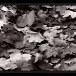 Monochrom-Herbst