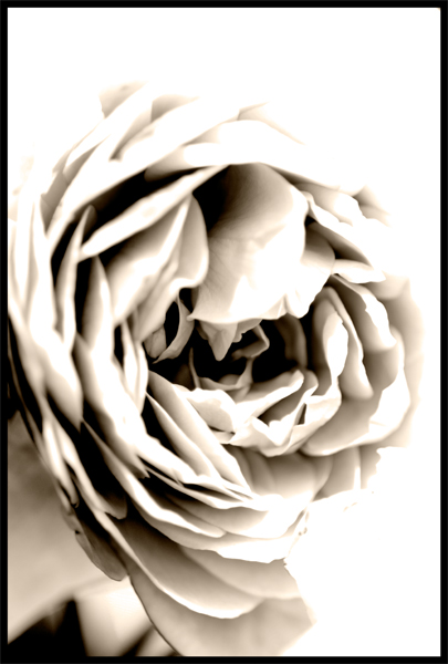 Monochrom Rose