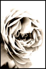 Monochrom Rose