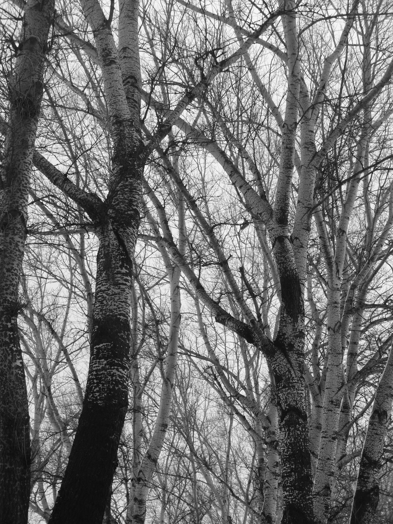 monochrom trees