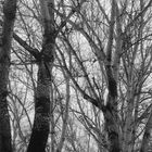 monochrom trees