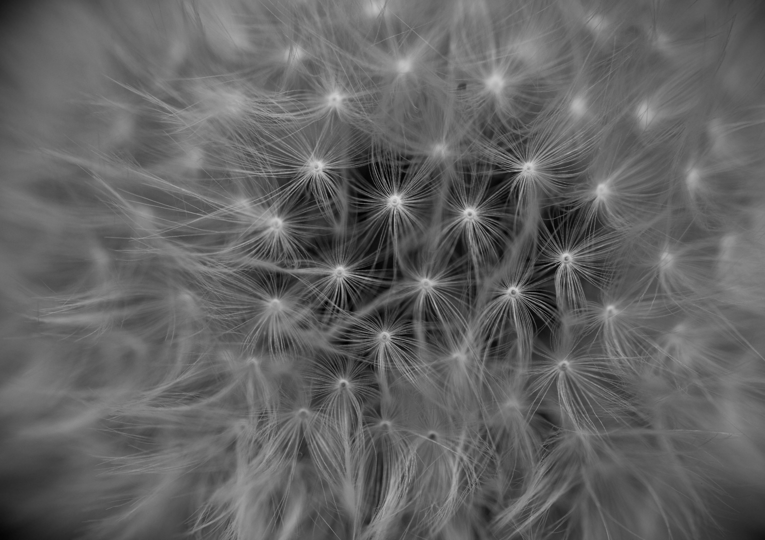 Monochrom verträumte Pusteblume