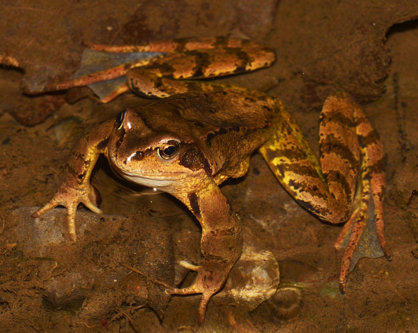 monochromatisch brauner Grasfrosch