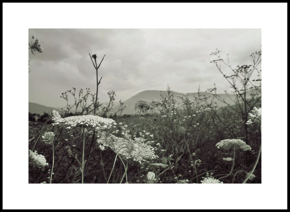 Monochrome Blumenlandschaft