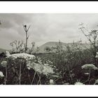 Monochrome Blumenlandschaft