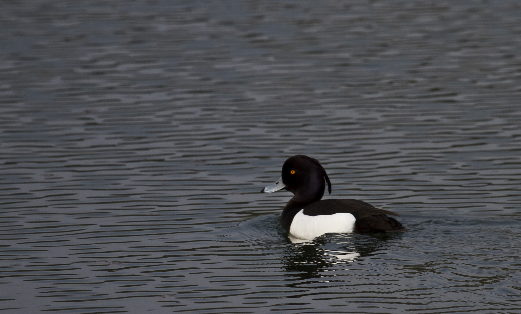 Monochrome Ente (Reiherente)