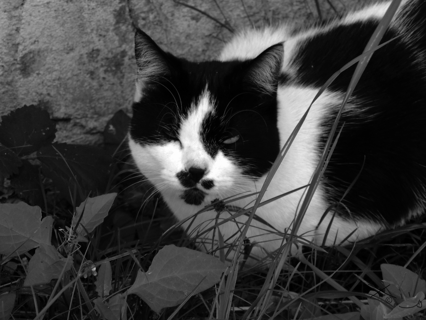 Monochrome Katze