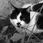 Monochrome Katze