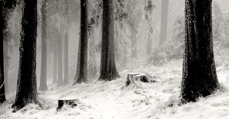 Monochrome Kontraste im winterlichen Walde