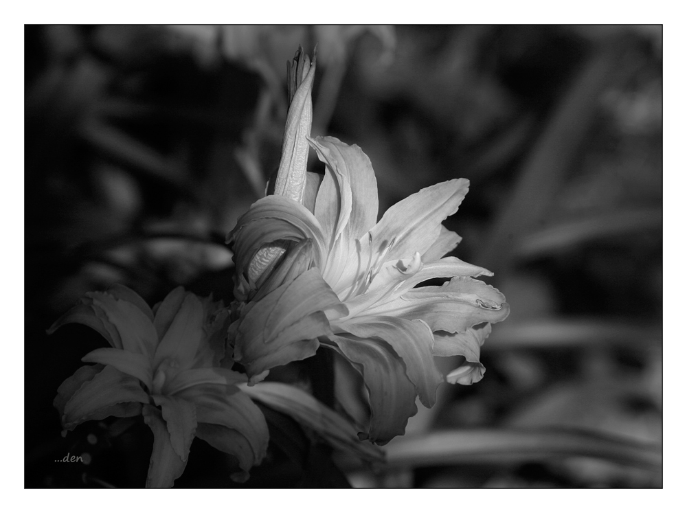 Monochrome Lilly ....