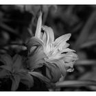 Monochrome Lilly ....