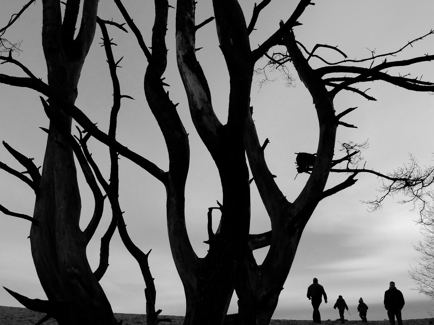 Monochrome of a dead tree