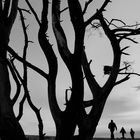 Monochrome of a dead tree