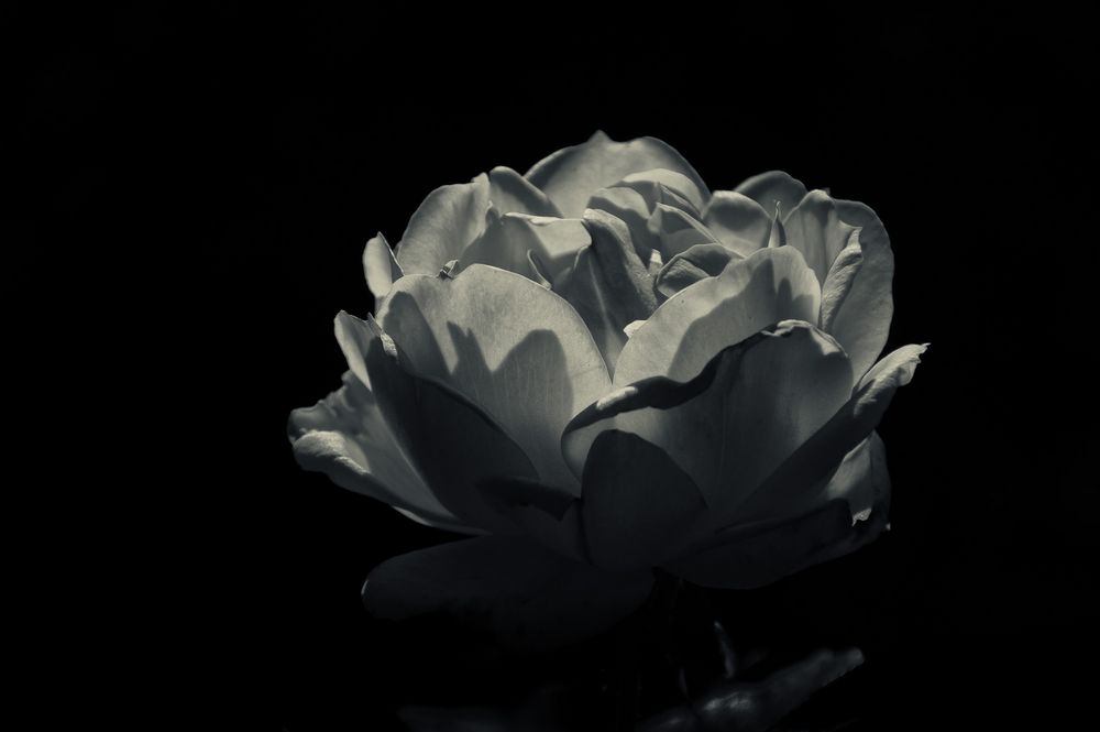 monochrome rose im licht