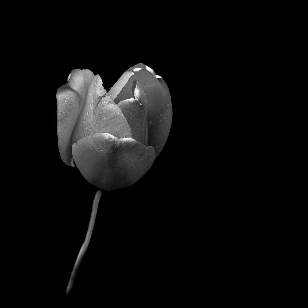 monochrome Tulpe