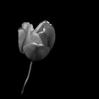 monochrome Tulpe