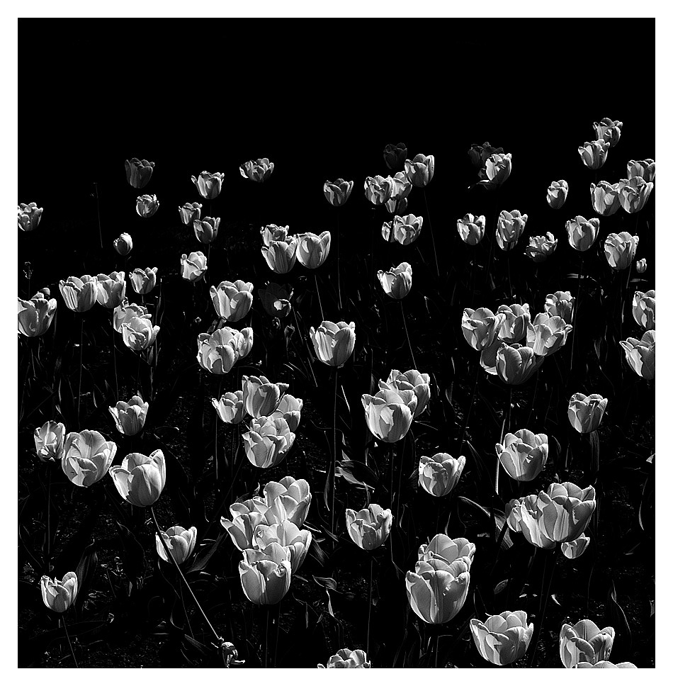 Monochrome Tulpen