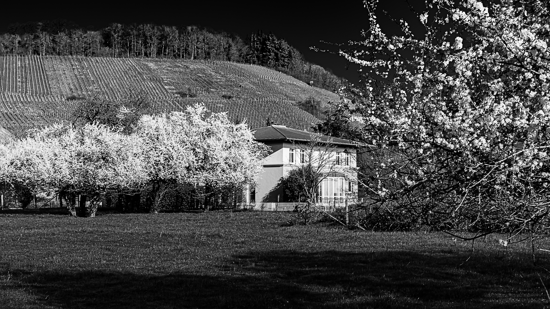 Monochromer Frühling