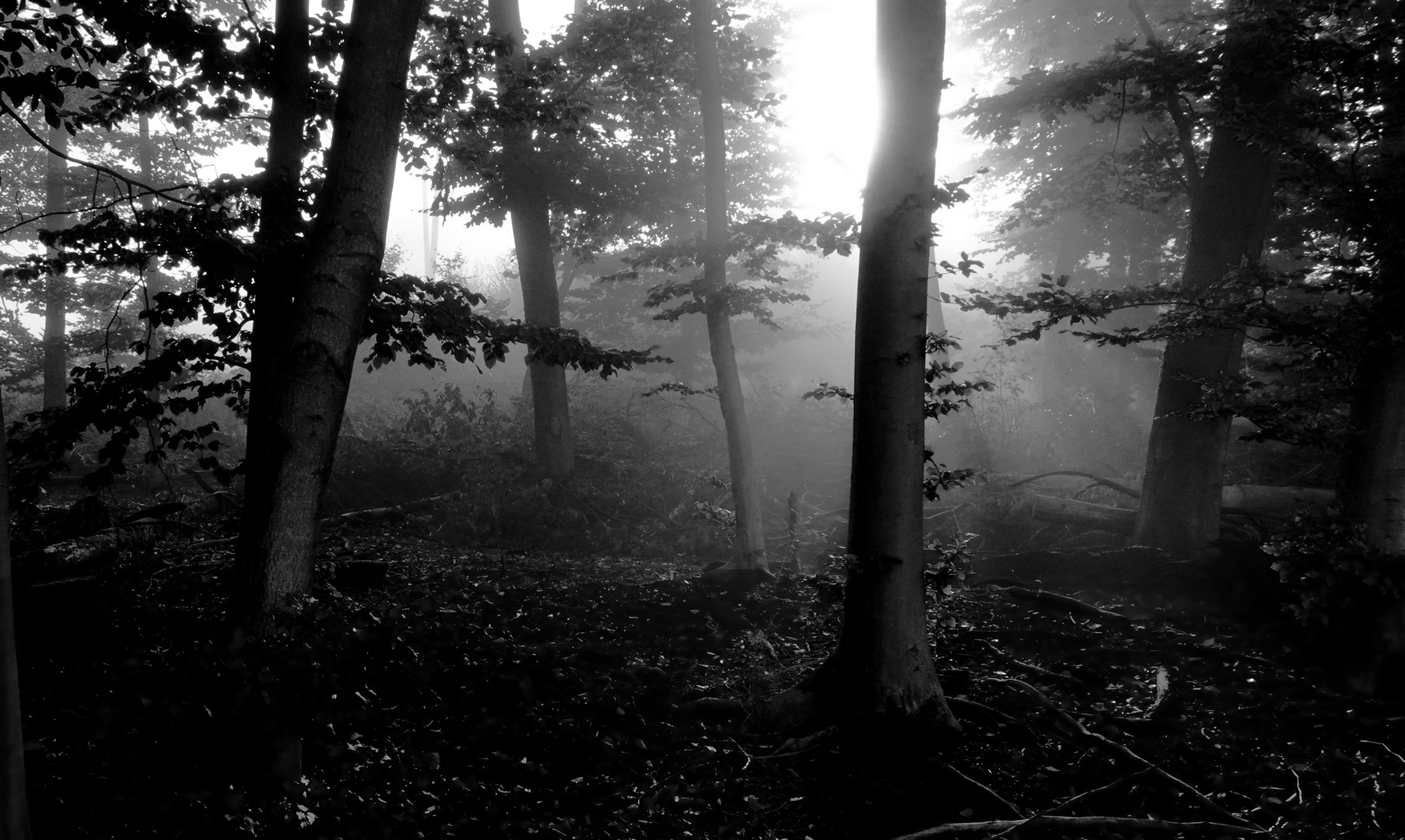 Monochromes Gegenlicht im Nebelwald