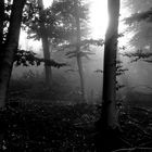 Monochromes Gegenlicht im Nebelwald