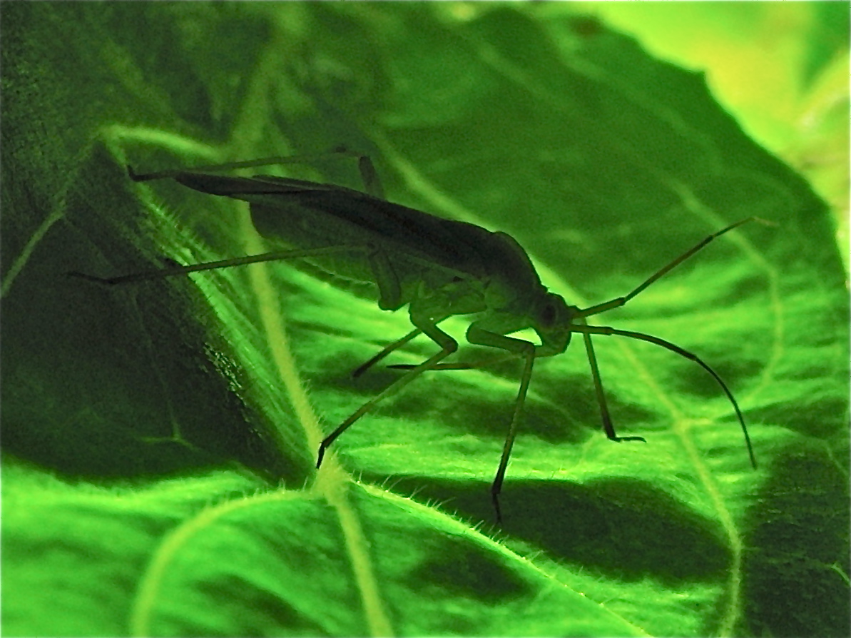 Monochromes Grün - Ton in Ton - Futterwanze der Gattung Lygocoris