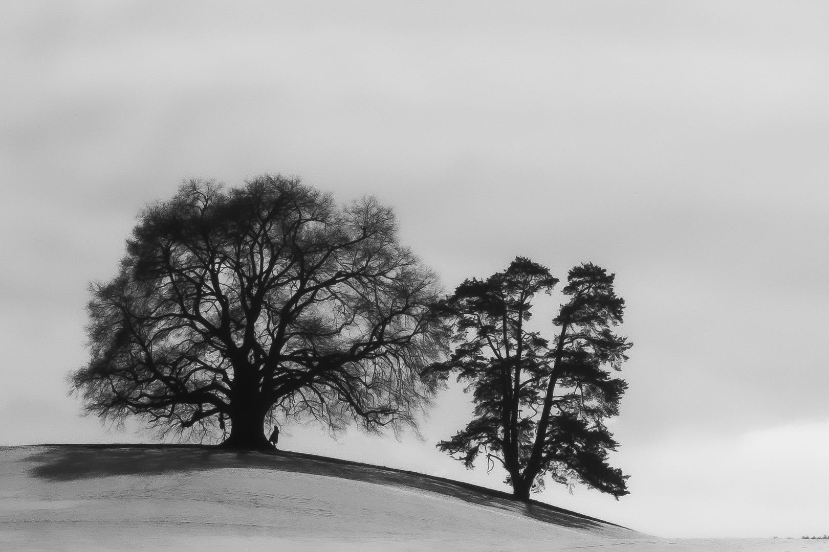 Monocrome Trees