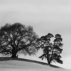 Monocrome Trees