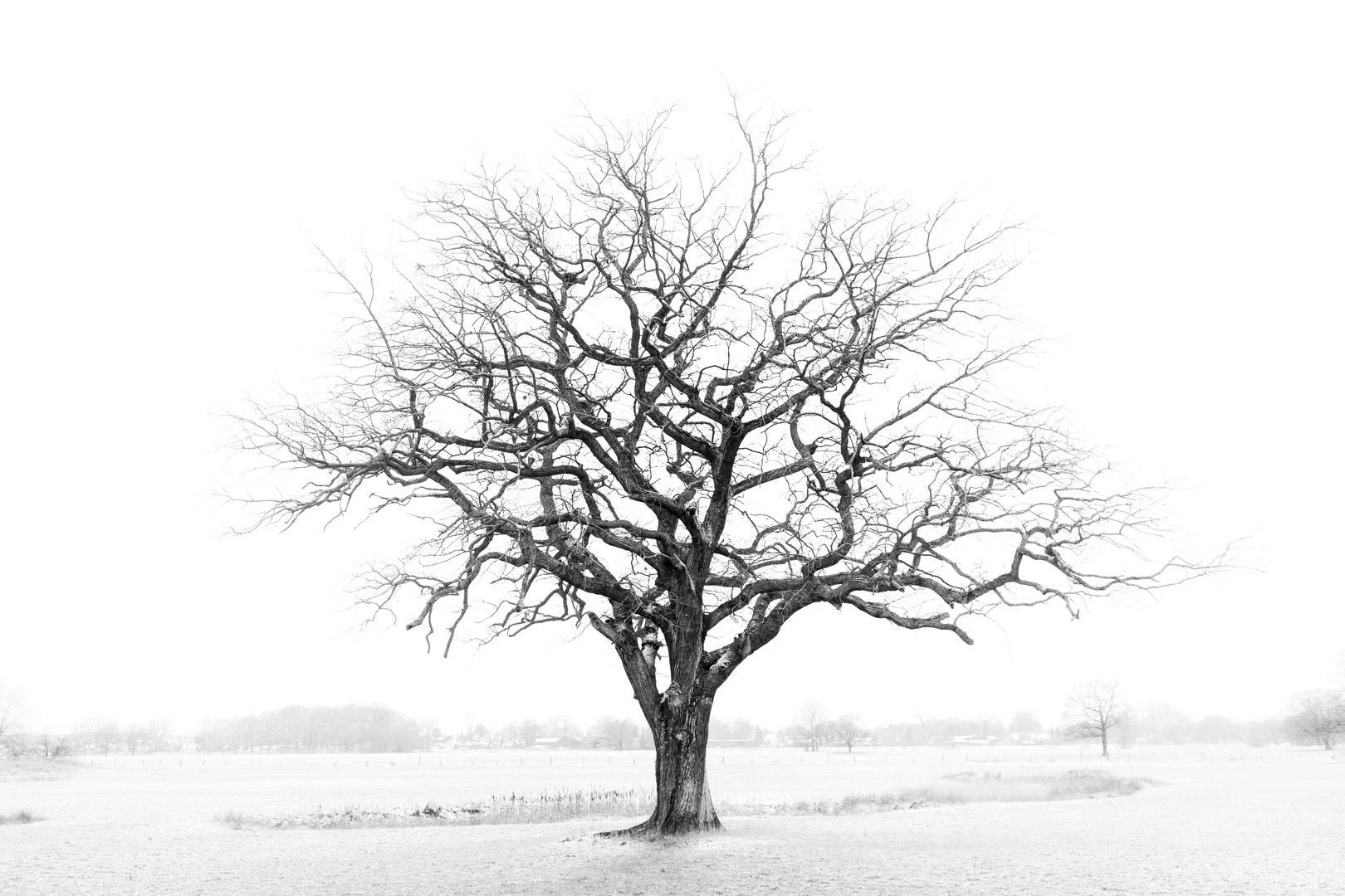 monocrome Winteransicht