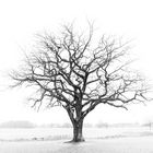 monocrome Winteransicht