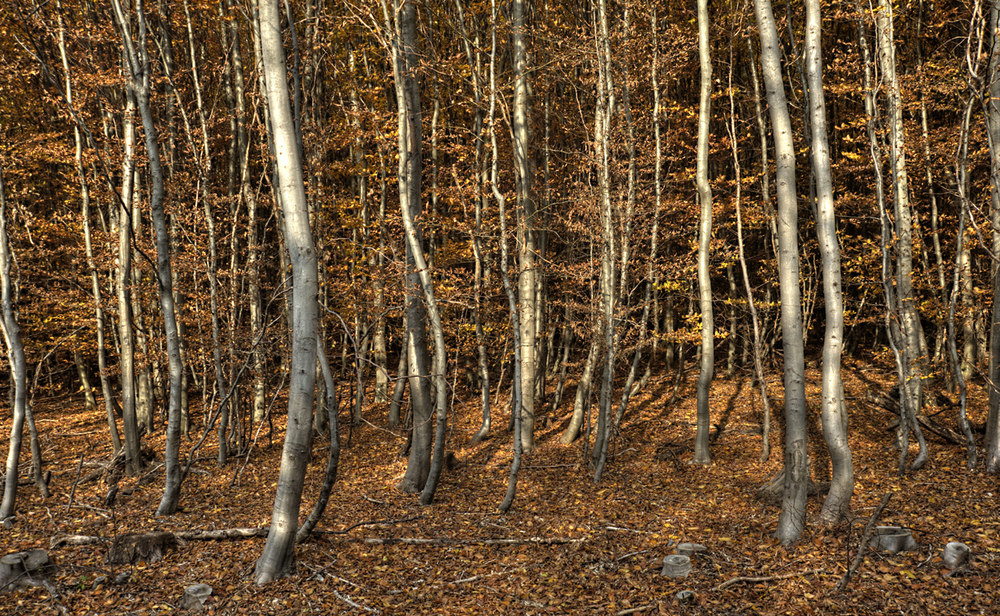 monofärbiges herbstliches unterholz