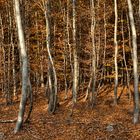 monofärbiges herbstliches unterholz