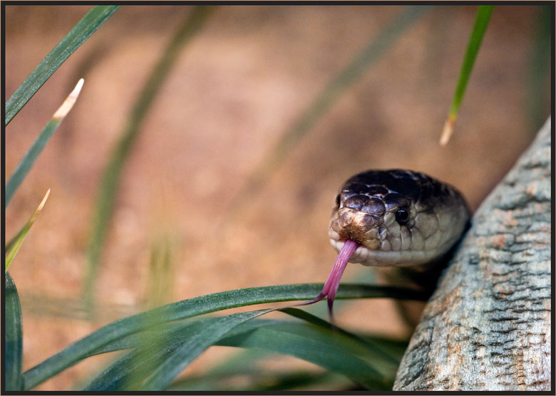 Monokel-Kobra (naja naja kaouthia)