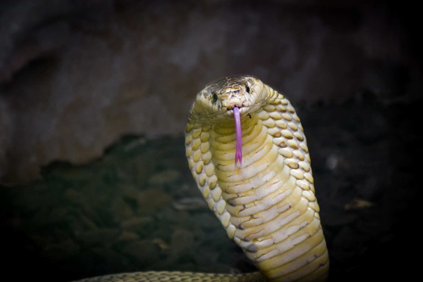 Monokelkobra Albino