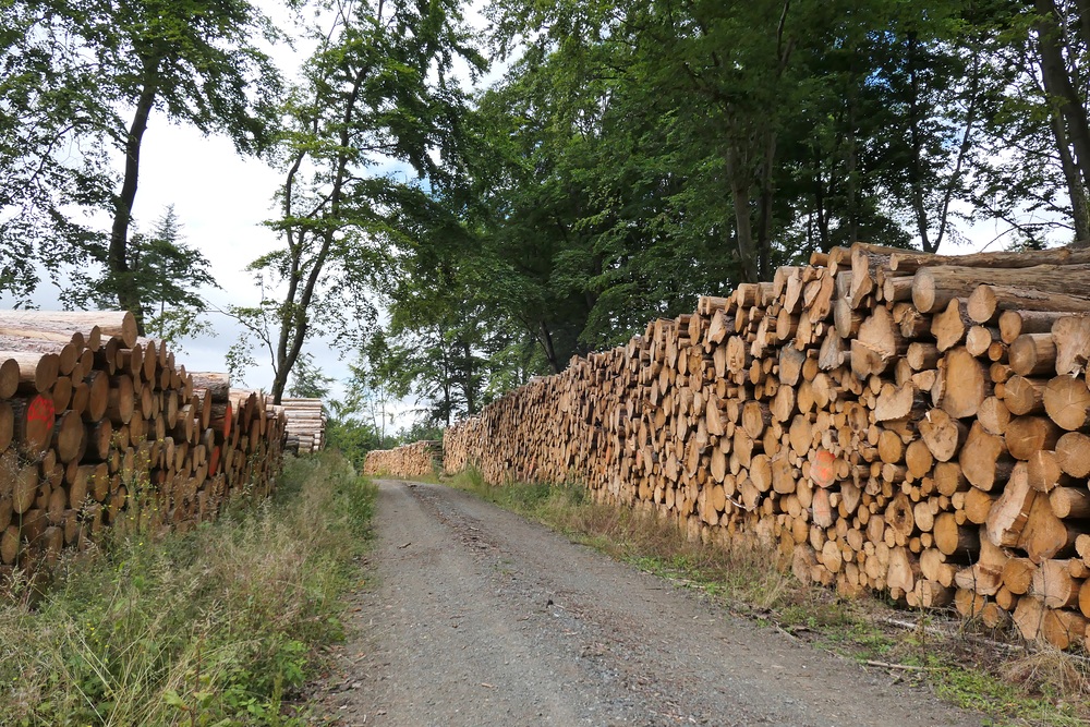 Monokulturen – Borkenkäfer – Sturm – Kahlschläge: Und jetzt? 07