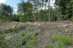 Monokulturen – Borkenkäfer – Sturm – Kahlschläge: Und jetzt? 09