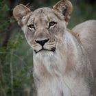 Monomoholo Female - Madikwe 2012