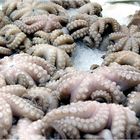 Monopli mercato III * calamari seppie polpo? *