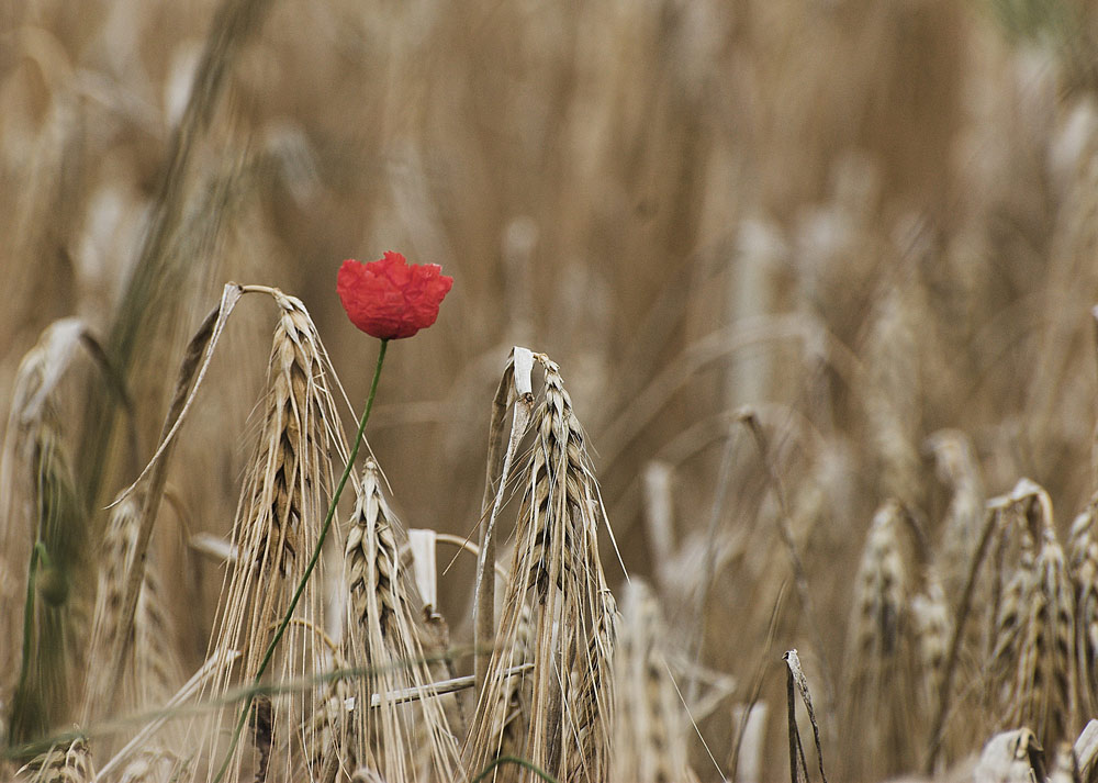 Monopoppy