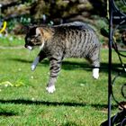 Monorail Cat