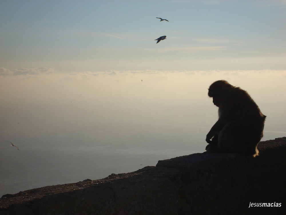 Monos de Gibraltar