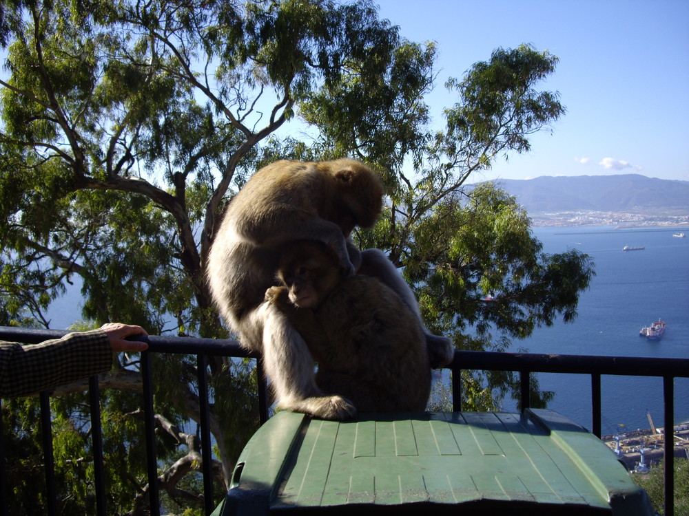 Monos en Gibraltar