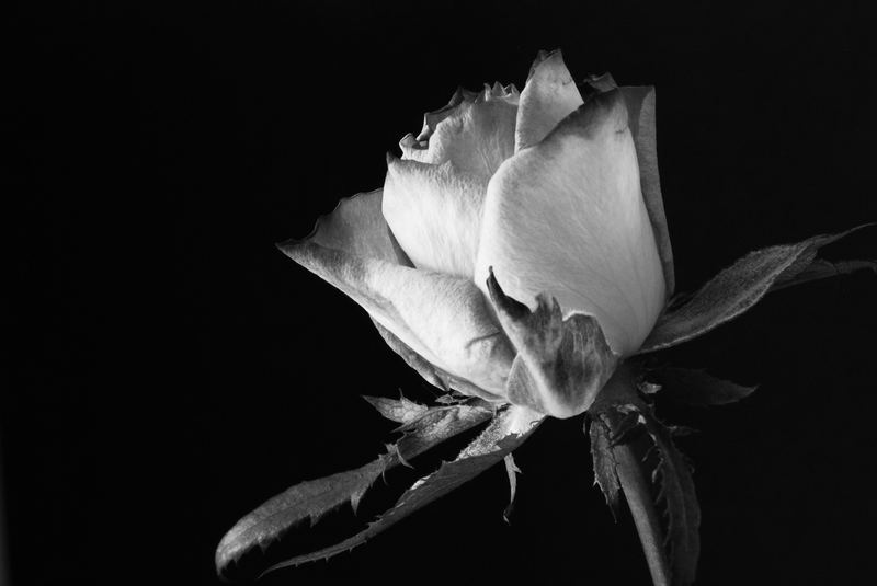 Monotone Rose